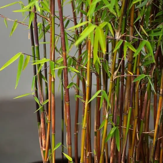 Bambou non traçant : Fargesia 'Red Dragon'