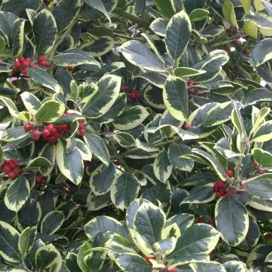 Houx panaché 'Golden King'