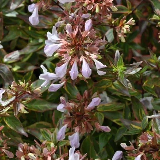 Abélia 'Sarabande'