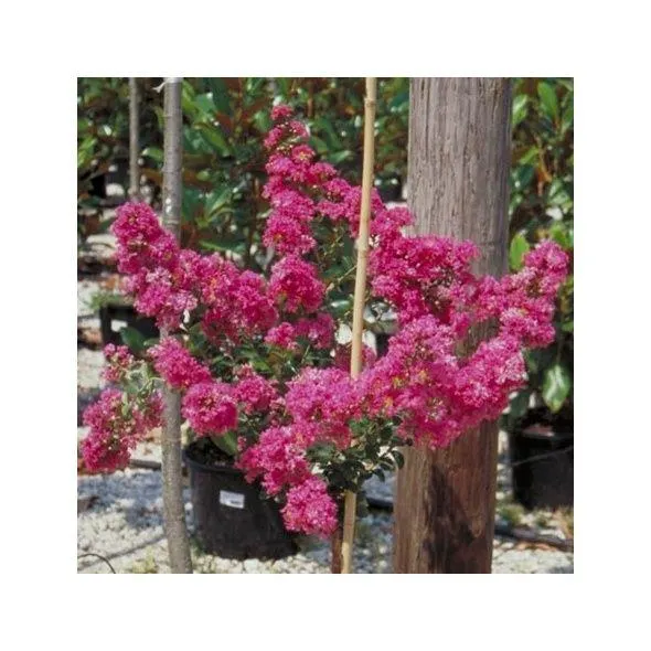 Lilas des indes Petite orchidée