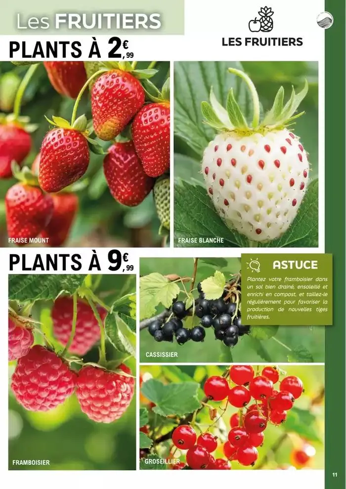 plantes méditerranéennes du 8 avril au 4 mai 2025 - Catalogue page 11