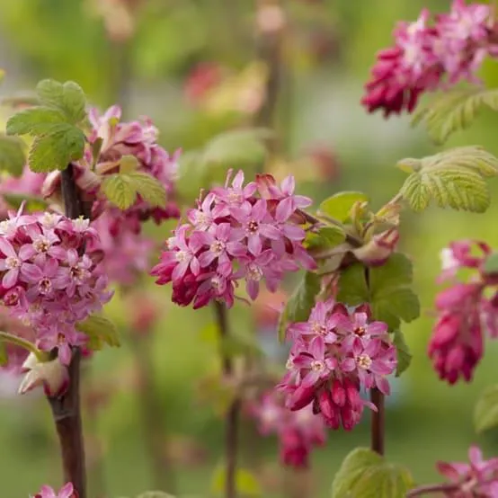 Groseillier à fleurs 'King edward VII'