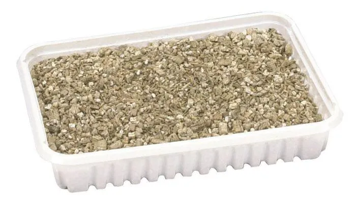 Herbe à chat à faire germer en barquette pour chat