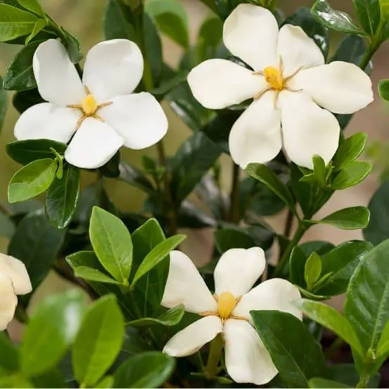 Gardenia d'extérieur 'Kleim's Hardy'