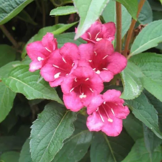 Weigelia 'Bristol Ruby'