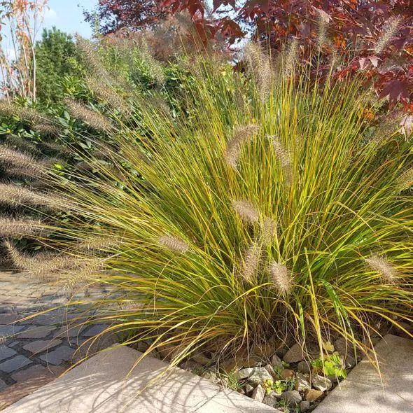Pennisetum Compressum