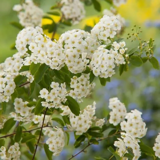 Spirée 'Van houttei'