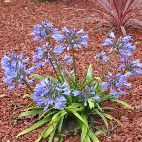 Agapanthe Petite bleue