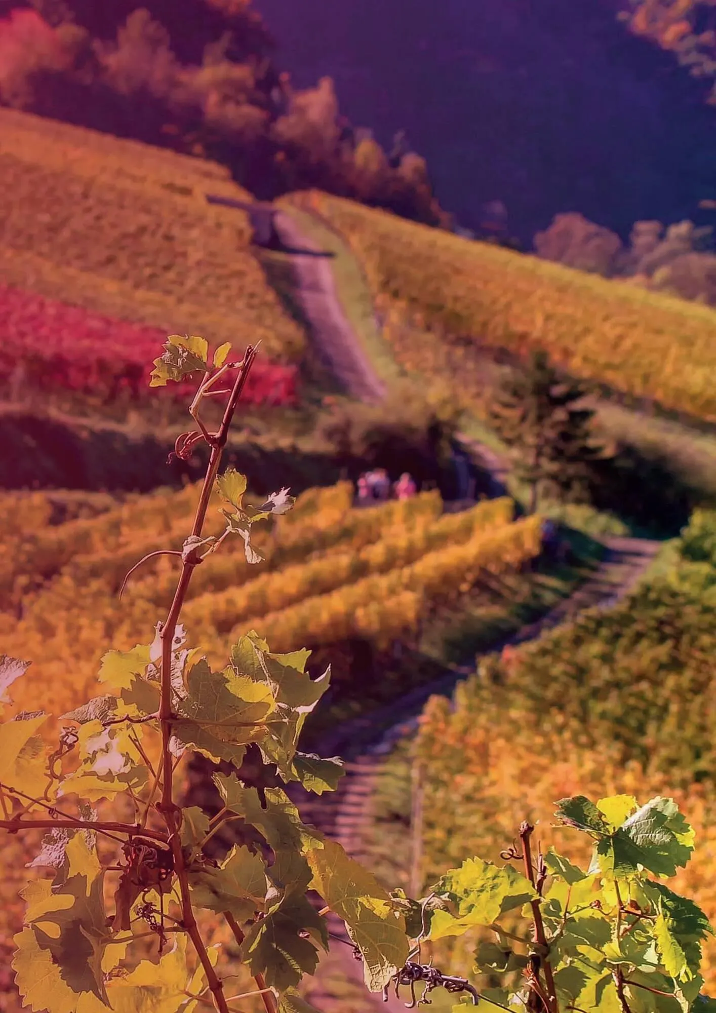 Catalogue Nicolas du 20 novembre au 31 décembre 2025 - Catalogue page 19