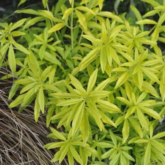 Oranger du Mexique 'Goldfinger'