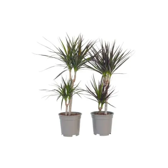 Dragonnier - Set de 4 - Dracaena marginata - Hauteur 70-80cm - ⌀17cm