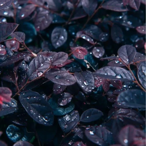Loropetalum Black pearl