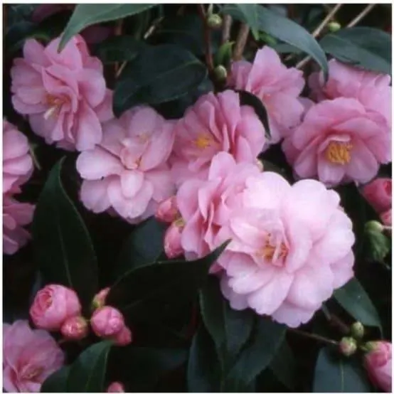 Camélia champêtre 'Spring Festival'
