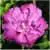 Hibiscus syriacus 'Purples Ruffles'® Sanchonys