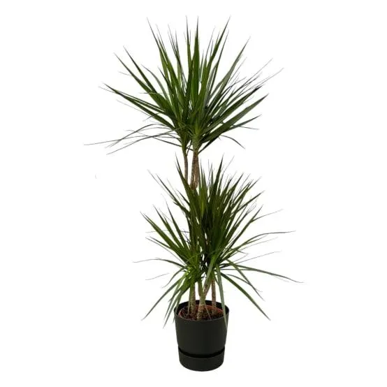 Dracaena Marginata et son pot- La Green Touch Noir avec reservoir - Hauteur 120cm