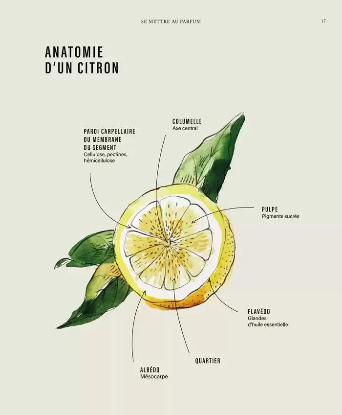 Printemps/Été 2025 du 17 mars au 23 septembre 2025 - Catalogue page 19