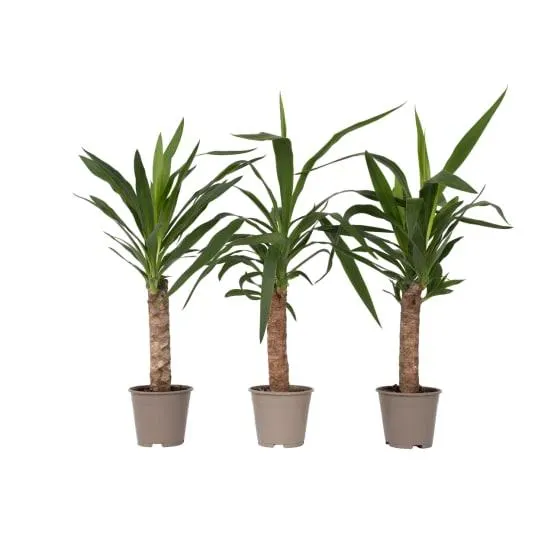 Pied d'éléphant - Set de 3 - Yucca elephantipes - Hauteur 50-60cm - ⌀14cm