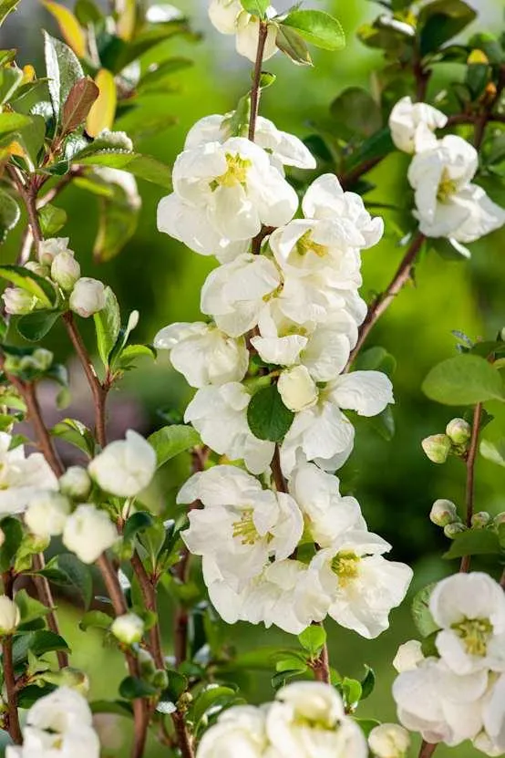 Chaenomeles superba 'Jet Trail' - Cognassier du Japon