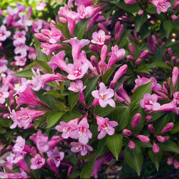 Weigelia Pink poppet