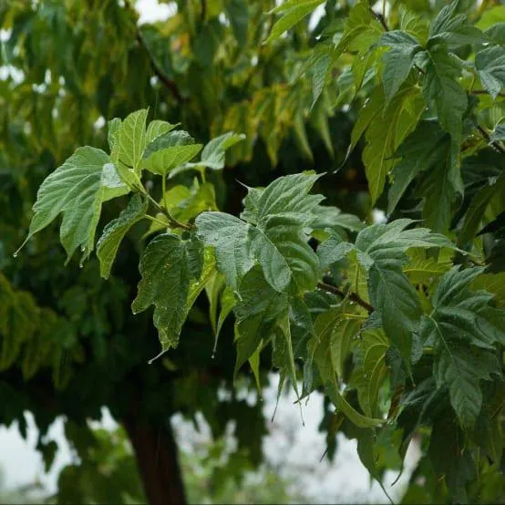 Mûrier platane stérile 'Fruitless'