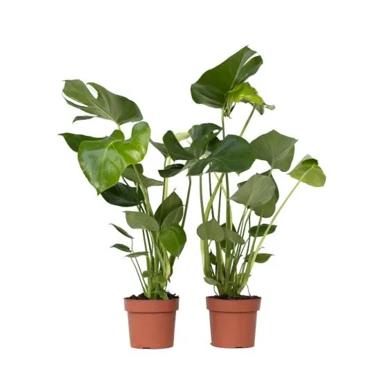 Plante à trous - Set de 2 - Monstera deliciosa - Hauteur 50-60cm - ⌀17cm