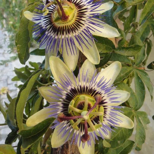 Passiflore caerulea