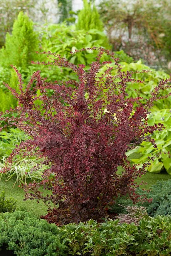 Berberis thunbergii 'Harlequin' - Épine-vinette 'Harlequin'