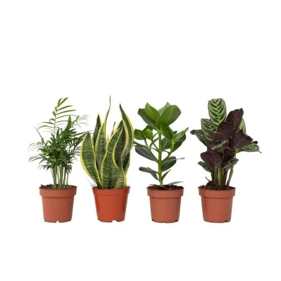 Mélange de plantes faciles d'entretien - Set de 4 - Hauteur 25-40cm - ⌀12cm