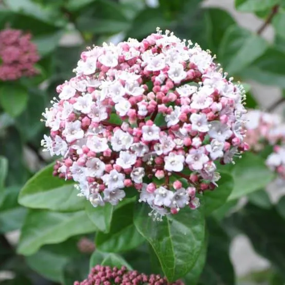 Viorne tin Lisarose Loren