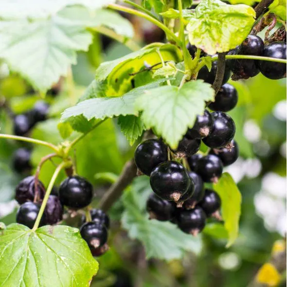 Cassissier 'Andega' - autofertile