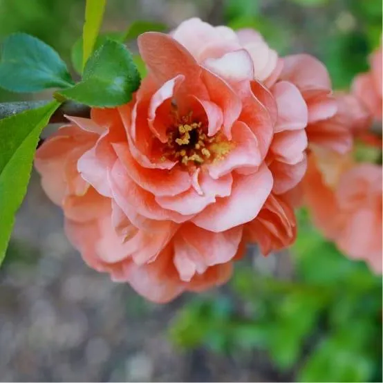 Cognassier du Japon 'Falconnet Charlet'