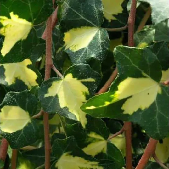 Lierre commun 'Goldheart'