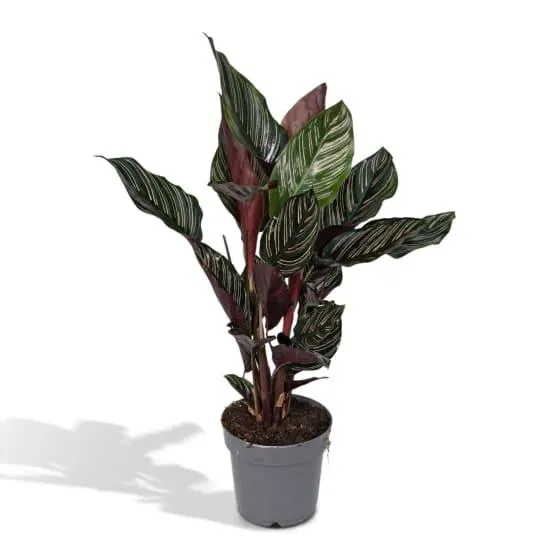 Calathea Ornata 45cm - Plante d'intérieur- La Green Touch