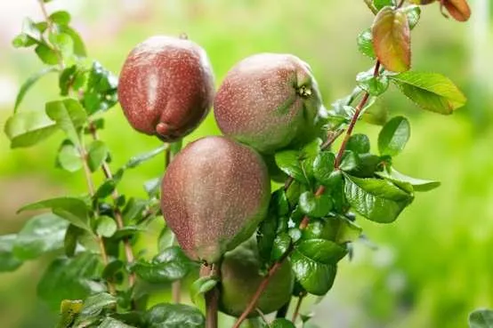 Chaenomeles superba 'Crimson And Gold' - Cognassier du Japon