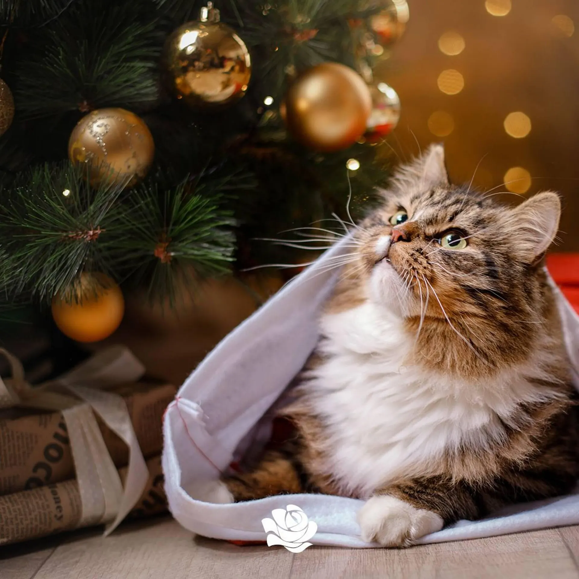 Catalogue Delbard du 26 décembre au 2 janvier 2024 - Catalogue page 3