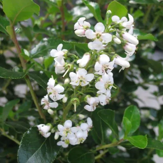 Escallonia 'Iveyii'