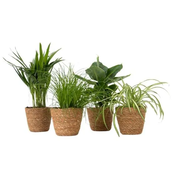 Plantes sans danger - Lot de 4 avec paniers - H.25-40cm - ⌀12cm