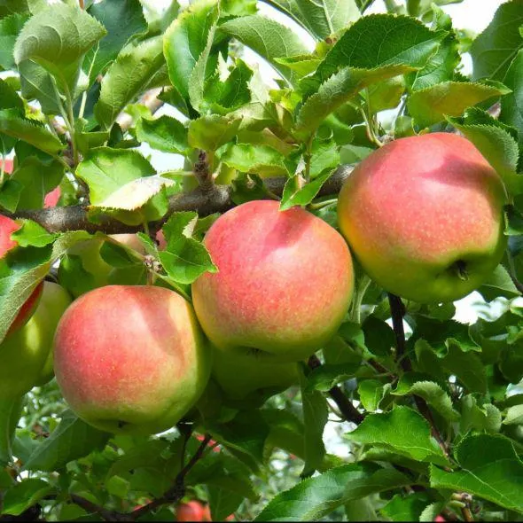 Pommier Elstar : taille en gobelet