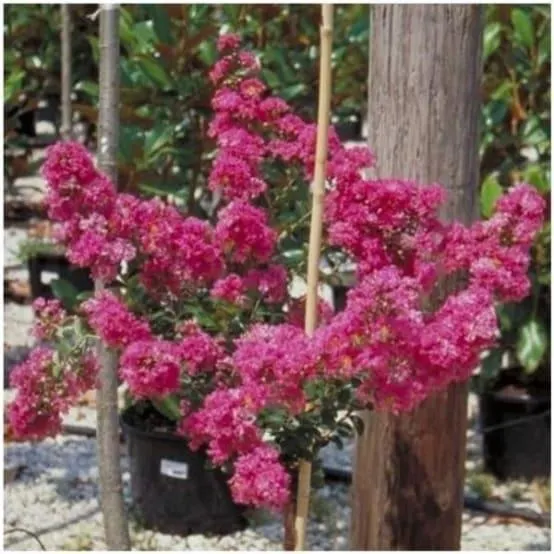 Lilas des Indes Petit Canaille® rose