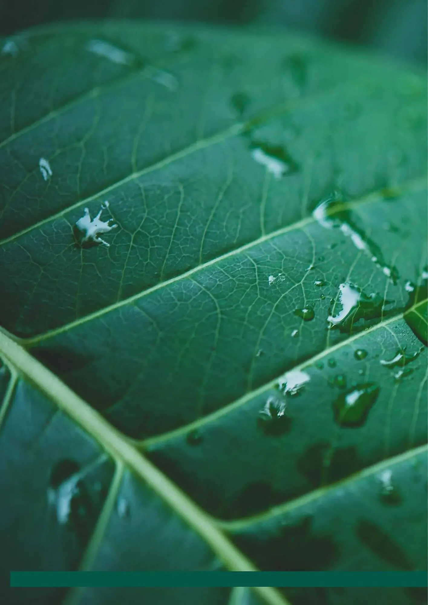 Catalogue Truffaut du 20 octobre au 31 décembre 2025 - Catalogue page 2