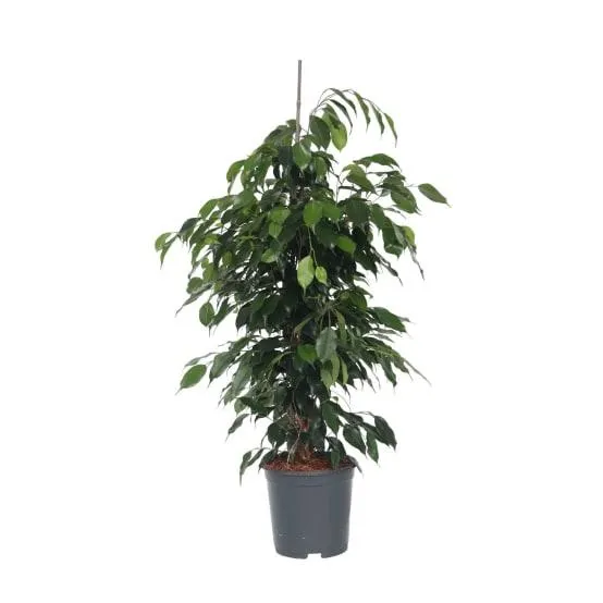 Ficus pleureur - Ficus benjamina 'Danielle' - Hauteur 100-110cm - ⌀21cm