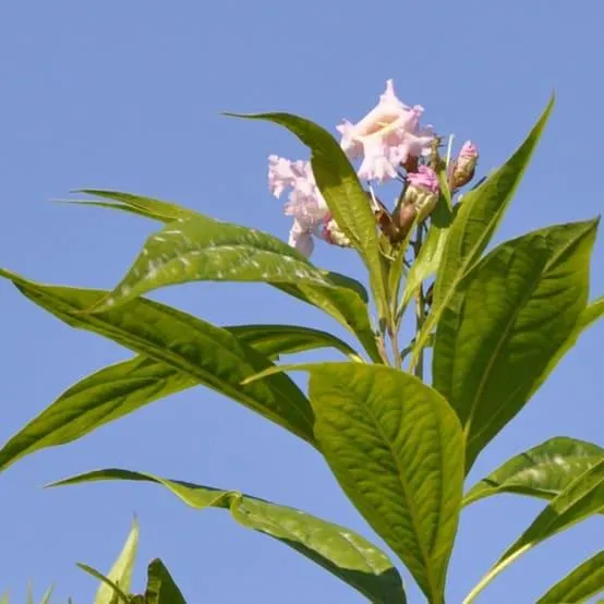 Chitalpa Tashkentensis 'Pink Dawn'