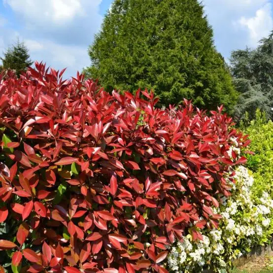 Photinia 'Red robin'