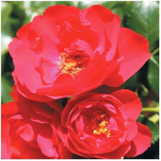 Rosier Décorosier® KADORA®