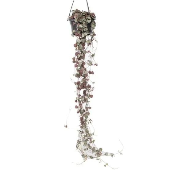 Chaîne des cœurs - Ceropegia linearis Woodii - Hauteur 20-30cm - ⌀14cm