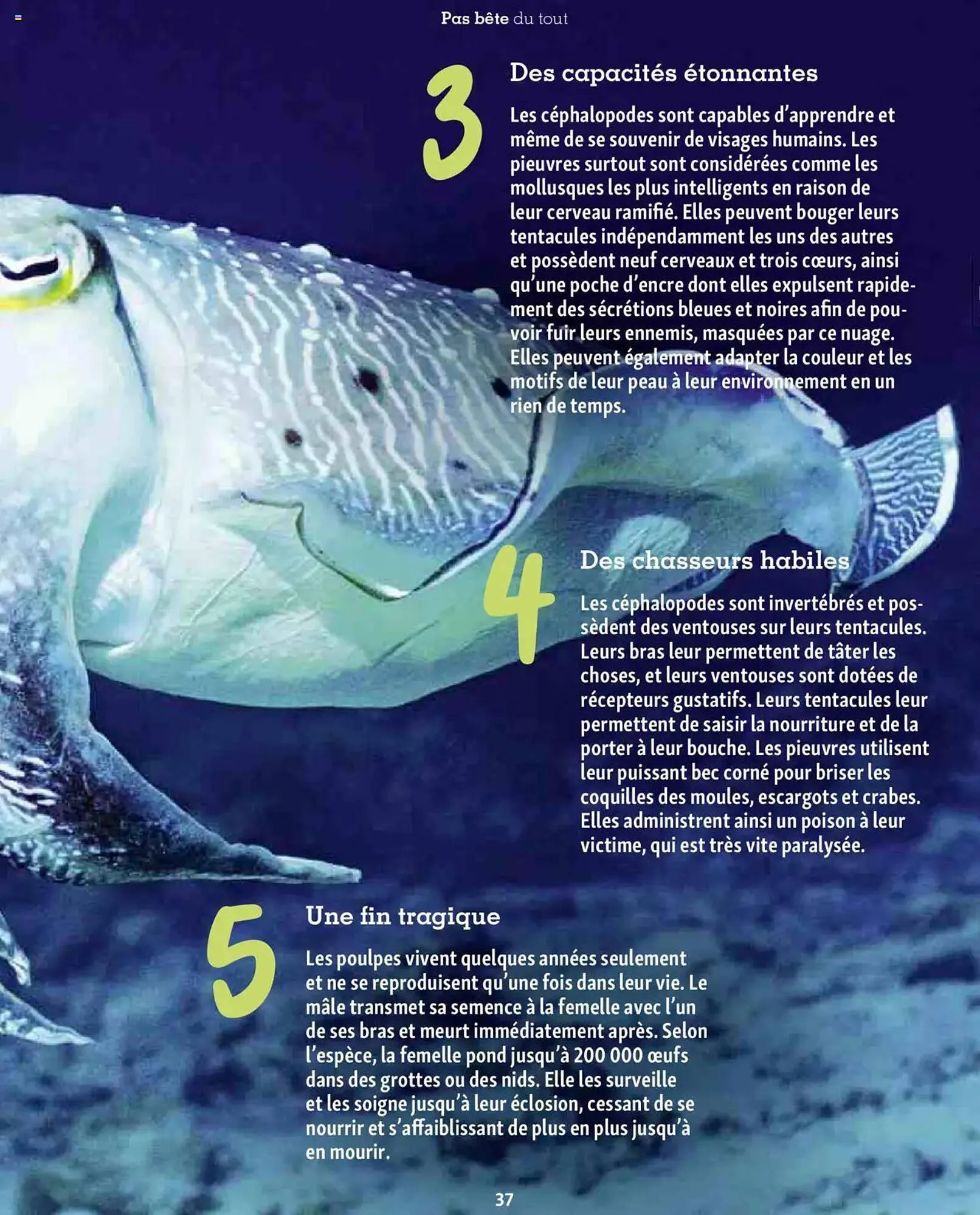 Catalogue Maxi Zoo du 1 octobre au 20 novembre 2025 - Catalogue page 37