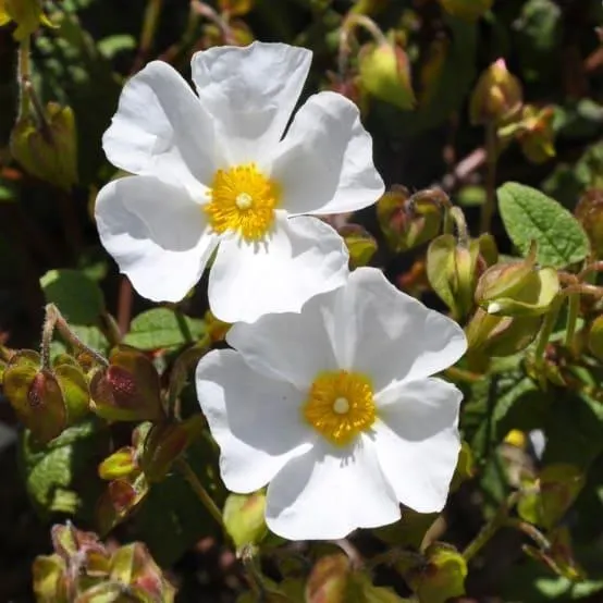 Ciste des corbières