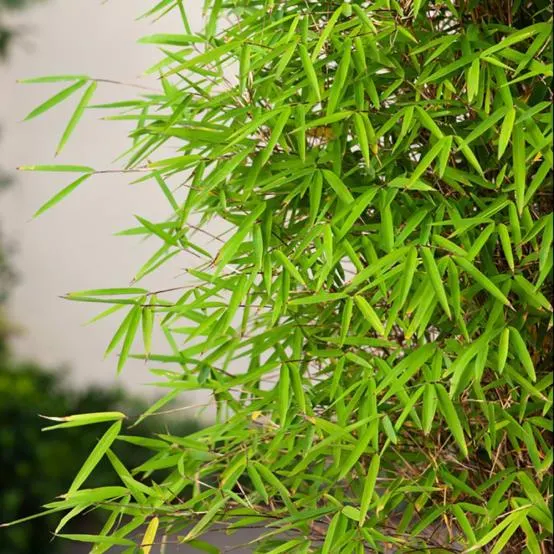 Bambou non traçant : Fargesia 'Angustissima'