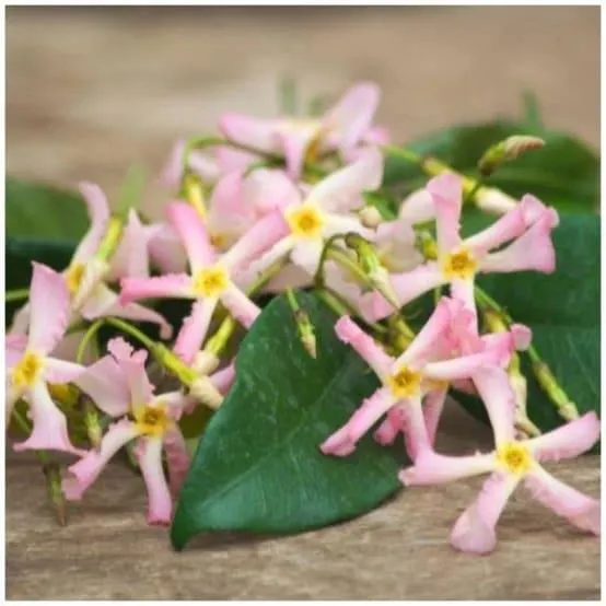 Jasmin étoilé Pink Showers® - Trachelospermum rose