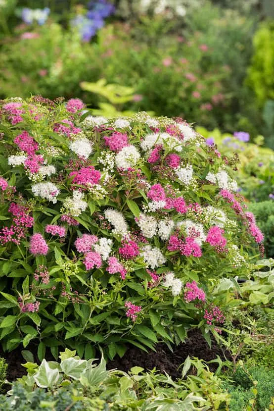 Spiraea assorti - Spirée
